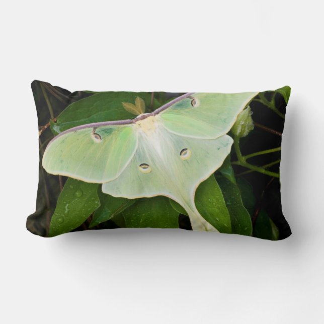 Luna-målvinge på Carnaby Clematis Lumbarkudde (Framsida)