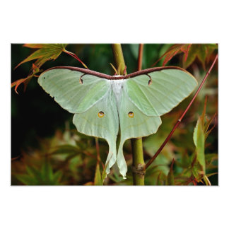 Luna Moth 19x16 stor utskrift Fototryck