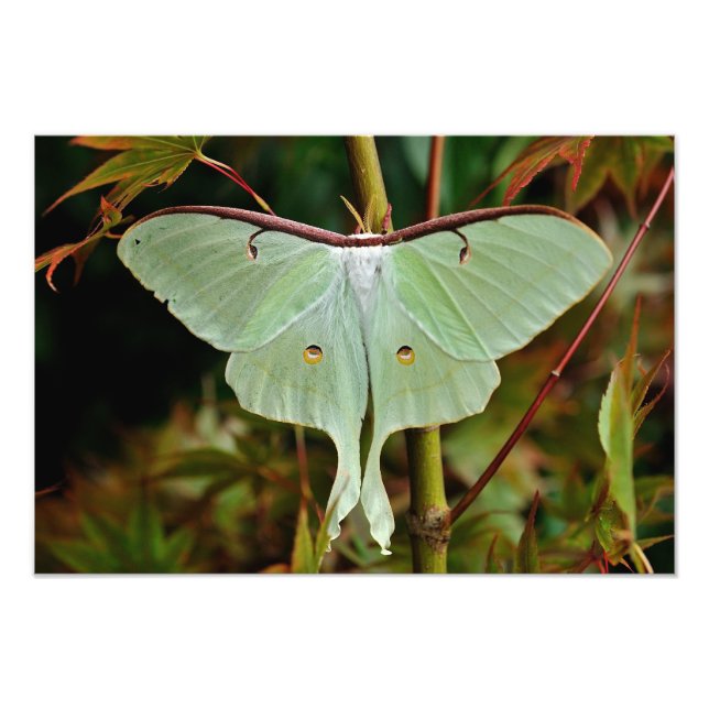 Luna Moth 19x16 stor utskrift Fototryck (Framsidan)