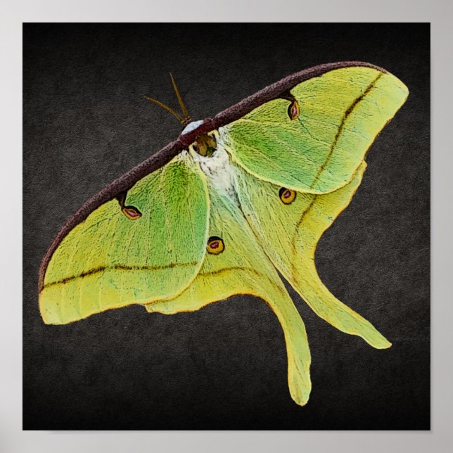 Luna Moth Artwork in Vibrant Färg on Black Poster (Framsidan)