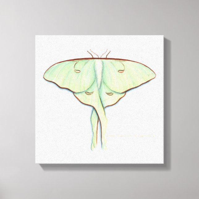 Luna Moth Canvastryck (Framsida)