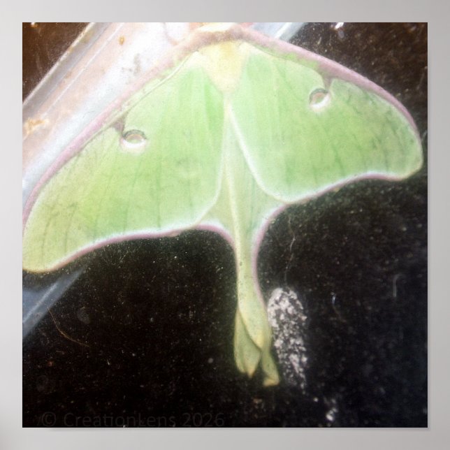 Luna Moth Close-Up Poster (Framsidan)