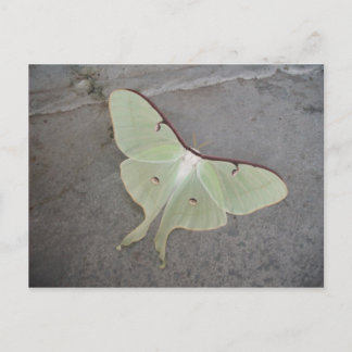 Luna moth grått-bakgrundskort vykort