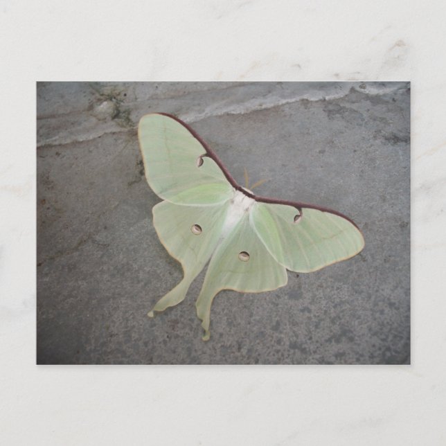 Luna moth grått-bakgrundskort vykort (Framsida)