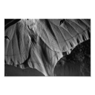 Luna Moth in Black and White Fototryck