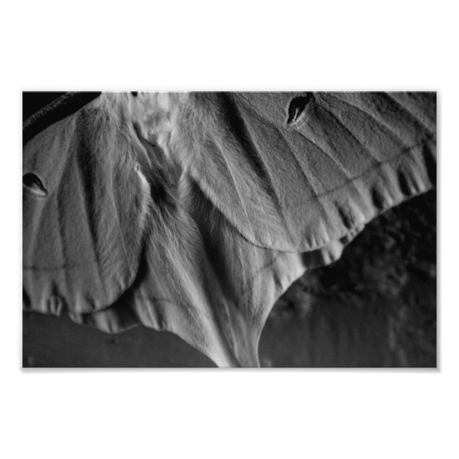 Luna Moth in Black and White Fototryck (Framsidan)