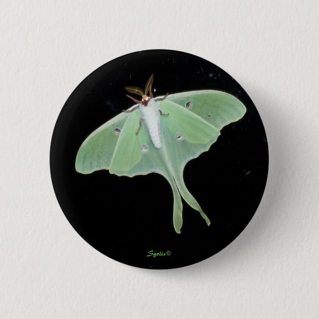 Luna Moth Insekt Knapp (Framsida)