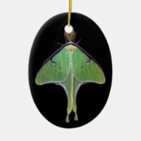 Luna Moth