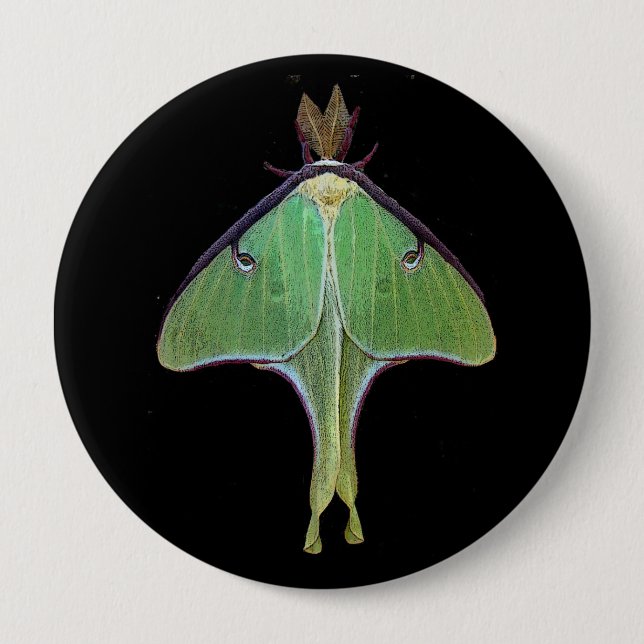 Luna Moth Knapp (Framsida)