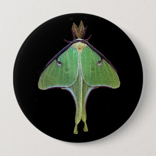 Luna Moth Knapp