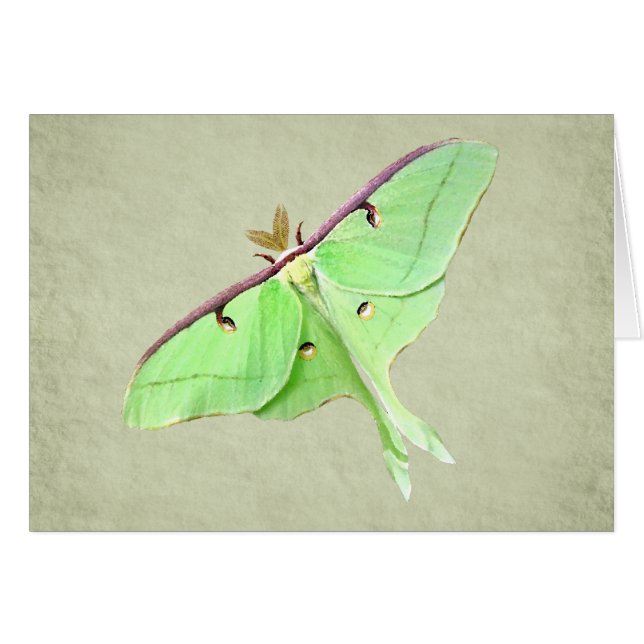 Luna Moth-kort Hälsningskort (Framsidan Horizontal)