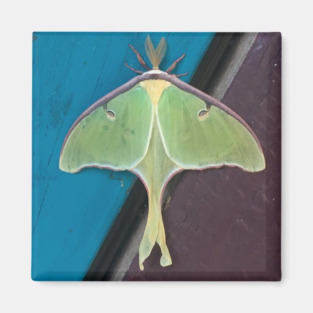 Luna Moth Magnet (Framsidan)