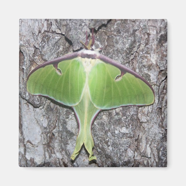 Luna Moth Magnet (Framsidan)