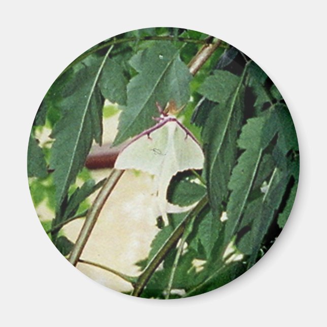 Luna Moth Magnet (Framsidan)