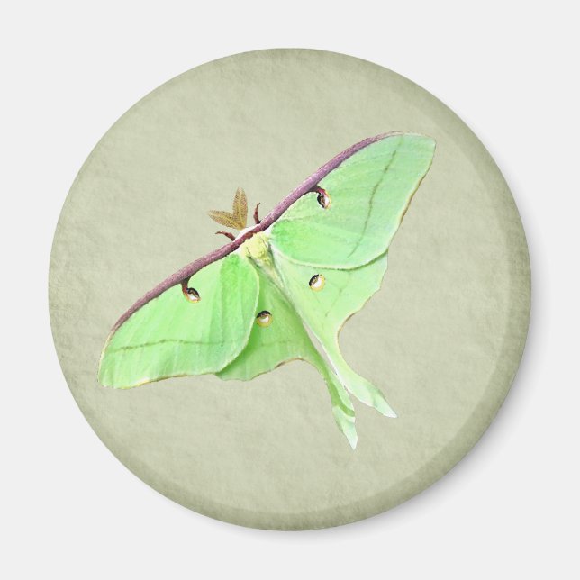 Luna Moth Magnet (Framsidan)