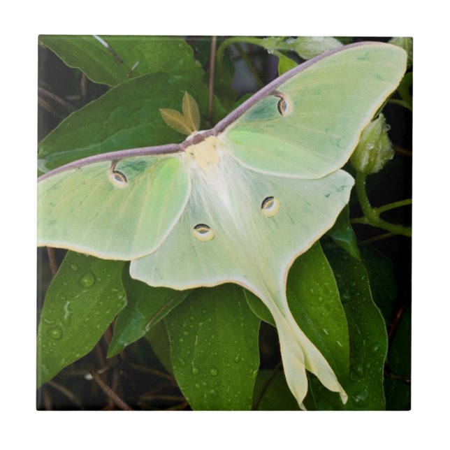 Luna Moth on Carnaby Clematis Kakelplatta (Framsidan)