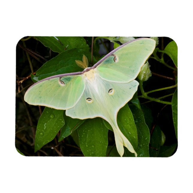 Luna Moth on Carnaby Clematis Magnet (Horisontell)