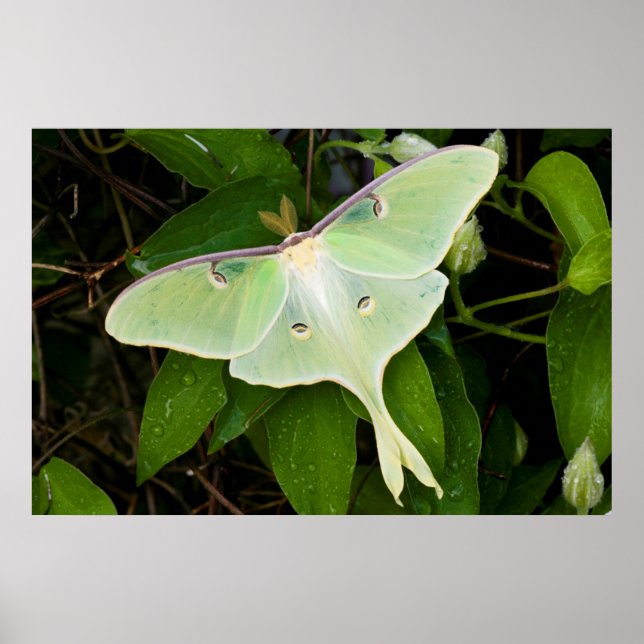 Luna Moth on Carnaby Clematis Poster (Framsidan)