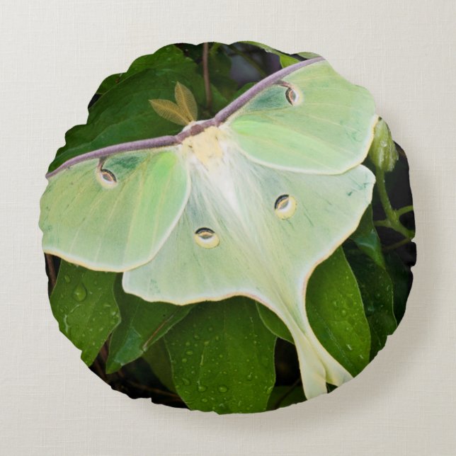 Luna Moth on Carnaby Clematis Rund Kudde (Framsidan)