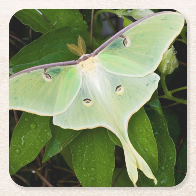Luna Moth on Carnaby Clematis Underlägg Papper Kvadrat (Framsidan)