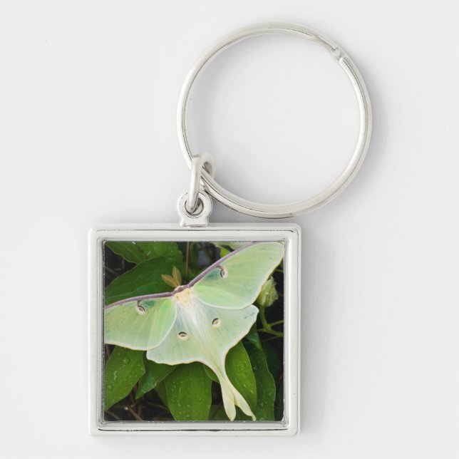 Luna Moth på Carnaby Clematis Fyrkantig Silverfärgad Nyckelring (Framsidan)