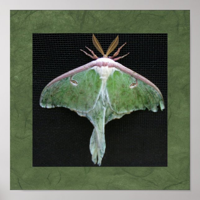 Luna Moth Photo Print Poster (Framsidan)