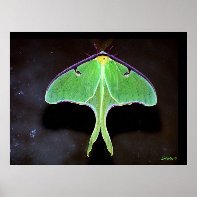 Luna Moth Photograph Poster (Framsidan)