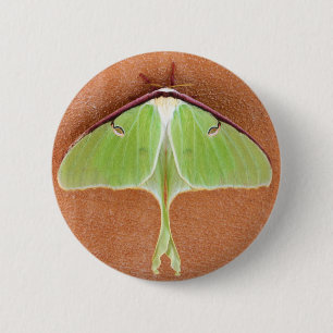 Luna Moth Pin Knapp