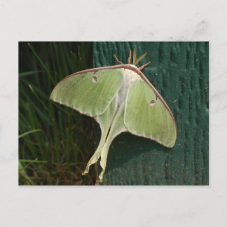 Luna Moth Postcard. Vykort