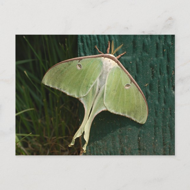 Luna Moth Postcard. Vykort (Framsida)