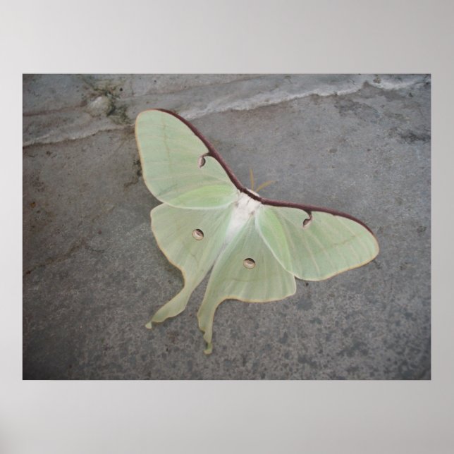 Luna Moth Poster (Framsidan)
