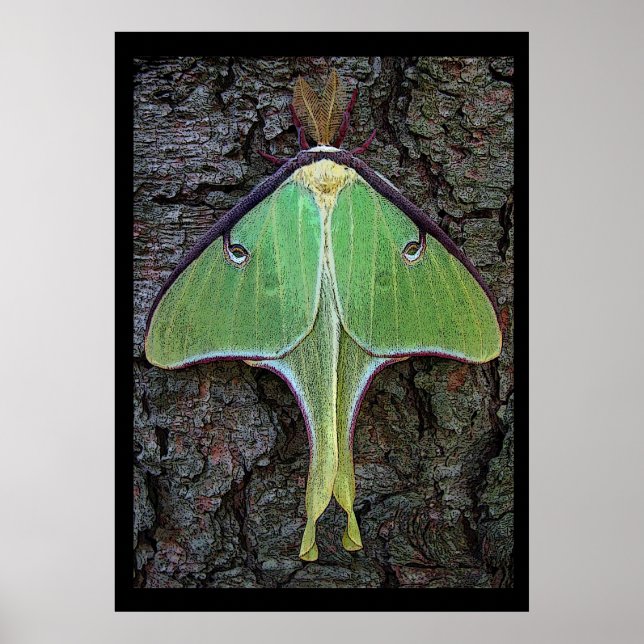 Luna Moth Poster (Framsidan)