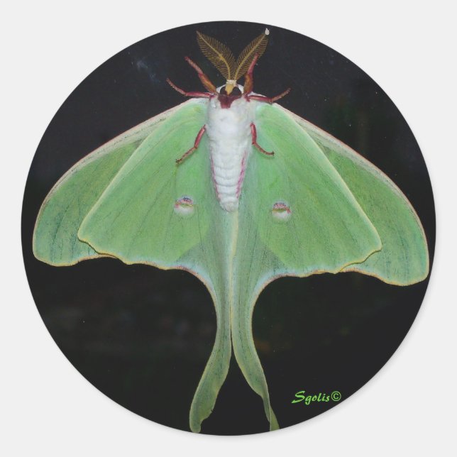 Luna Moth Sticker Runt Klistermärke (Framsida)