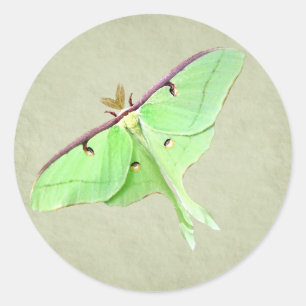 Luna Moth Sticker Runt Klistermärke