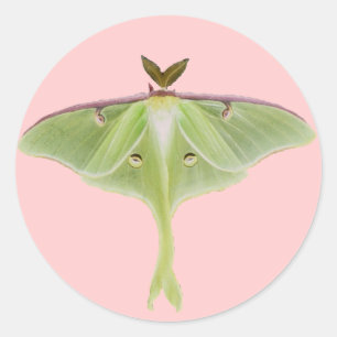 Luna Moth Stickers Runt Klistermärke