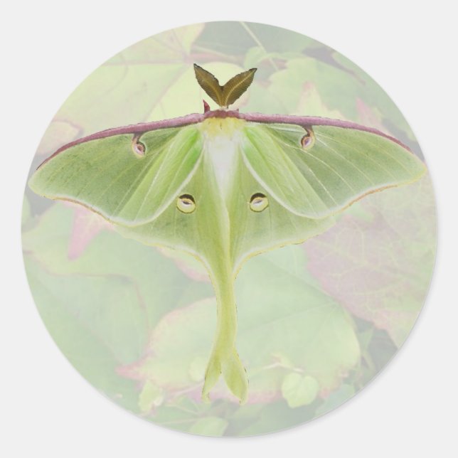 Luna Moth Stickers Runt Klistermärke (Framsida)