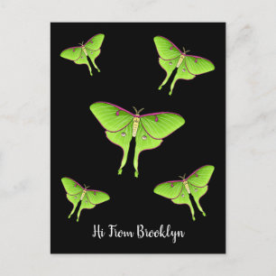 Luna Moth tecknad illustration Vykort