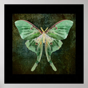 Luna Moth-utskrift Poster
