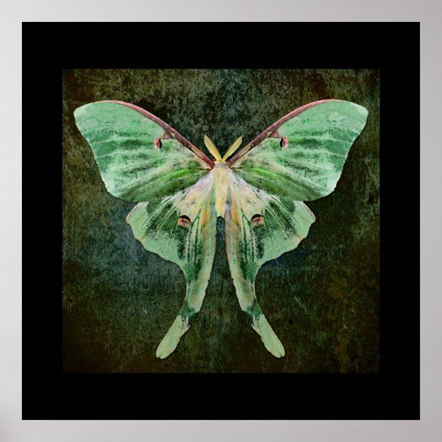 Luna Moth-utskrift Poster (Framsidan)