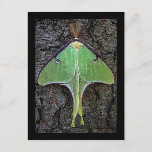 Luna Moth Vykort