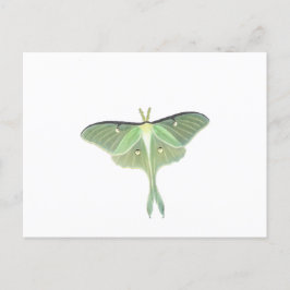Luna Moth Vykort