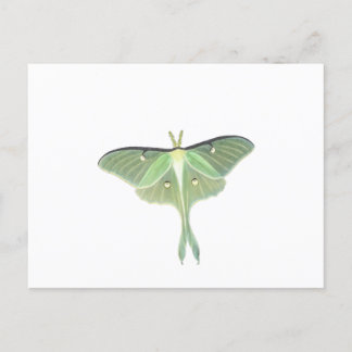 Luna Moth Vykort