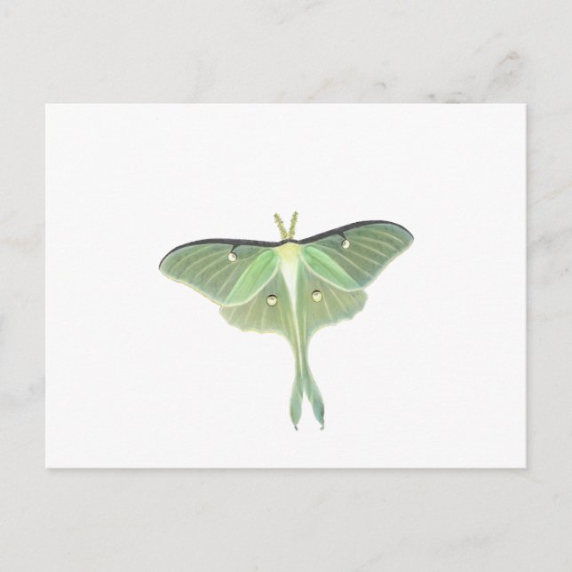 Luna Moth Vykort (Framsida)