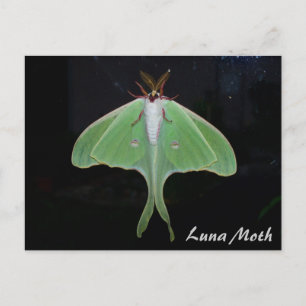 Luna Moth-vykort Vykort