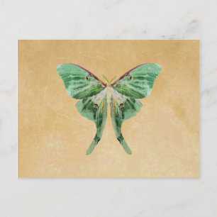 Luna Moth-vykort Vykort
