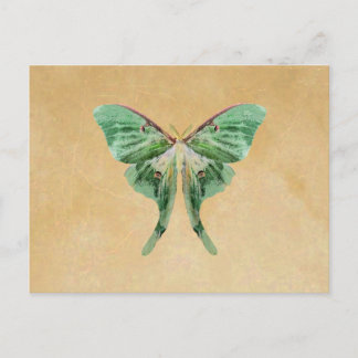 Luna Moth-vykort Vykort