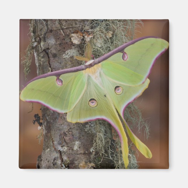 Luna Siden Spinner Magnet (Framsidan)