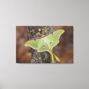 Luna Sidenmoth Canvastryck