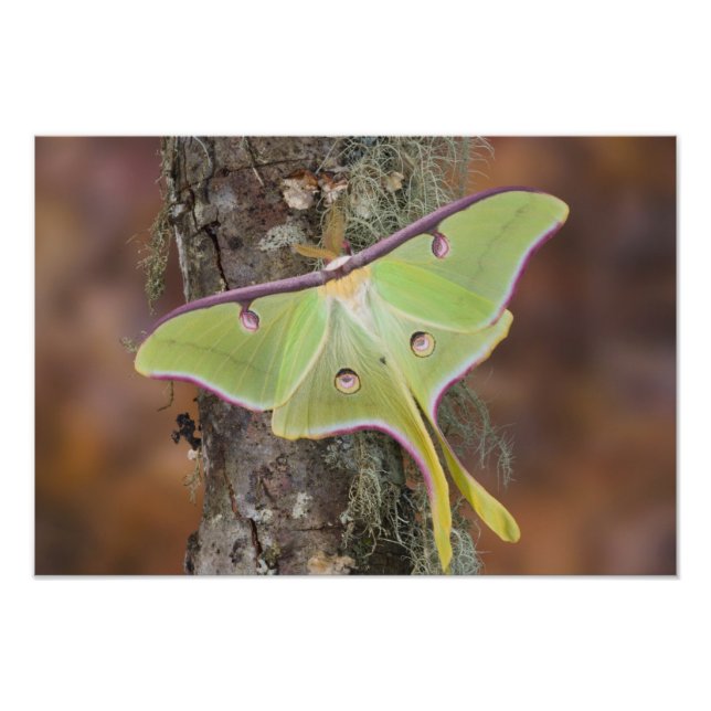 Luna Silke Moth Fototryck (Framsidan)