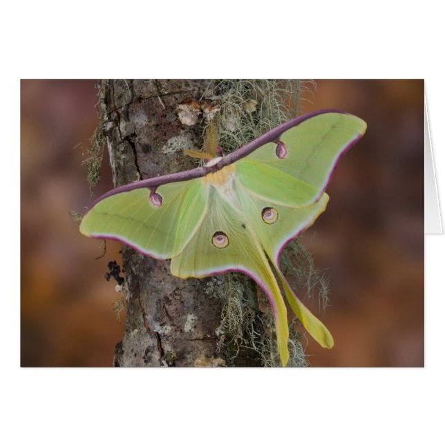 Luna Silke Moth Hälsningskort (Framsidan Horizontal)